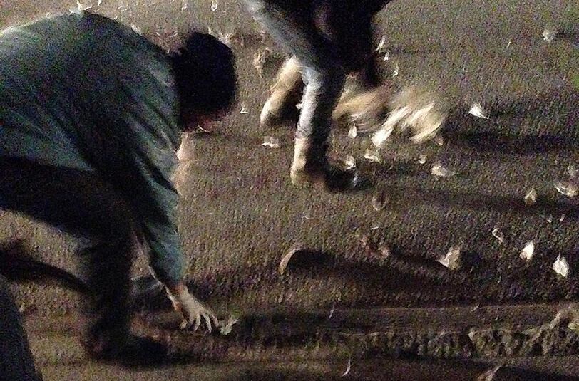 Mitarbeiter des Zirkus beseitigen die Überreste des getöteten Straußen in der Senftenauer Straße.