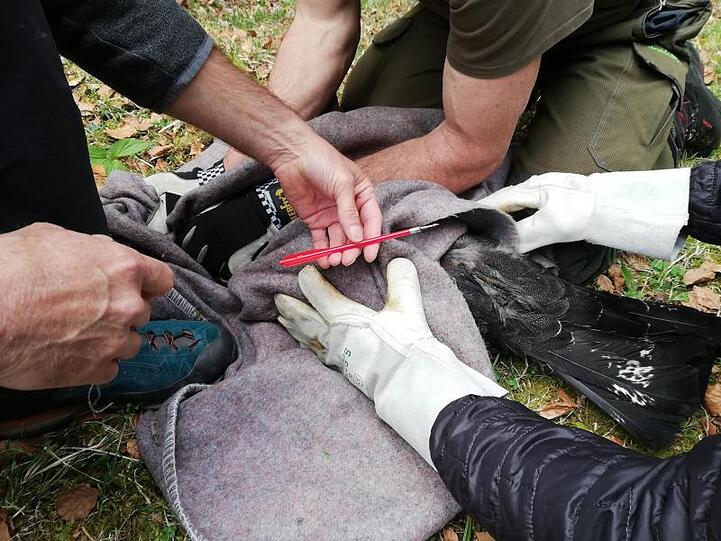 Im Nationalpark Berchtesgaden hat ein Unbekannter mit einer sogenannten Pistolenarmbrust auf einen Auerhahn geschossen. Foto: Carolin Scheiter/Nationalpark Berchtesgaden/dpa