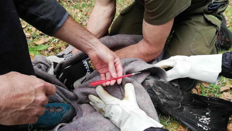 Im Nationalpark Berchtesgaden hat ein Unbekannter mit einer sogenannten Pistolenarmbrust auf einen Auerhahn geschossen. Foto: Carolin Scheiter/Nationalpark Berchtesgaden/dpa Im Nationalpark Berchtesgaden hat ein Unbekannter mit einer sogenannten Pistolenarmbrust auf einen Auerhahn geschossen. Foto: Carolin Scheiter/Nationalpark Berchtesgaden/dpa