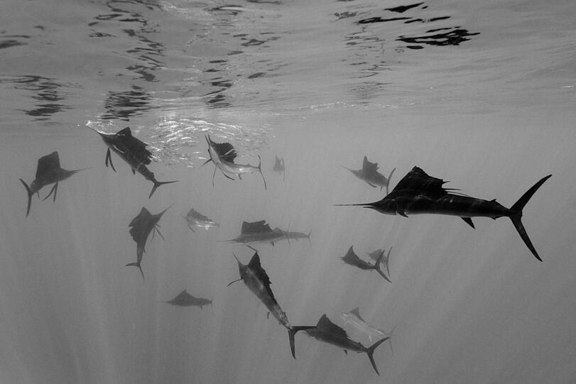 Der deutsche Reinhard Drischel hat Unterwasserwelt vor der Halbinsel Yucatan in Mexiko fotografiert.