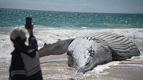 Der City Beach in Perth bleibt vorl&auml;ufig f&uuml;r Badeg&auml;ste geschlossen.