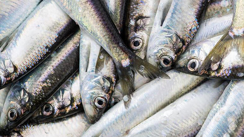 Überfischung und der Appetit auf Fisch der Industrienationen bedrohen die ärmeren Weltregionen.