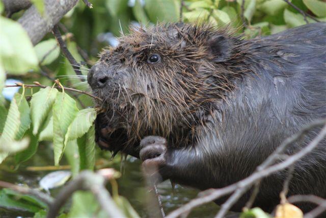 Benni lebt zusammen mit Enten und Biber Bokert im Tierheim-Teich.