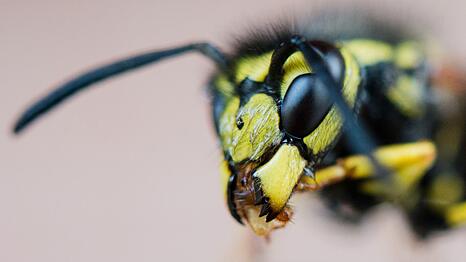 Wespen begleiten uns in den Herbst