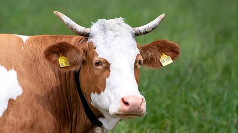 Eine Kuh steht auf einer Weide. Foto: Sven Hoppe/dpa/Symbolbild