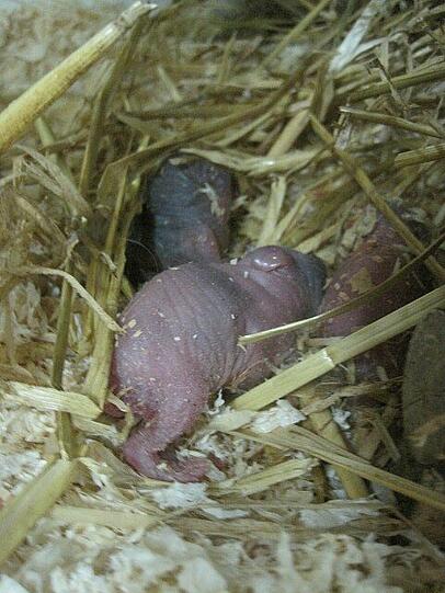 Die kleinen Kaninchen-Babys sind im Kofferaum eines Autos zur Welt gekommen.