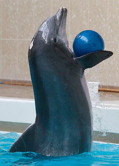 Im alten Delfinarium, 40 Jahre nach dessen Eroeffnung, fand Ende Juni die letzte Vorführung statt.