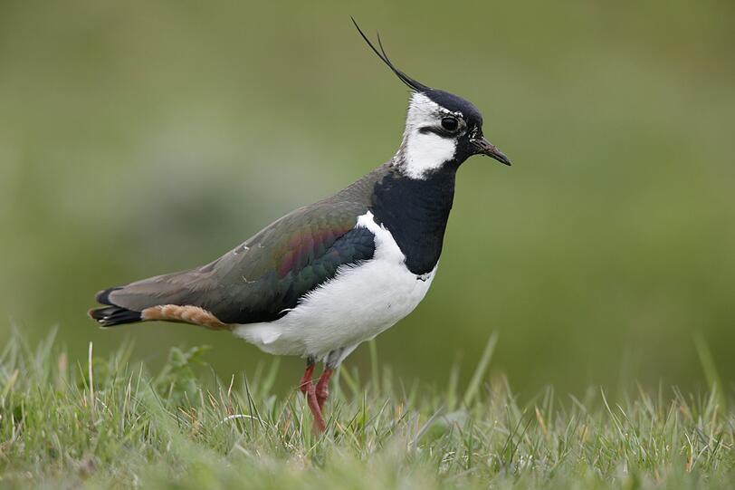 In der zweiten Februarh&auml;lfte kommen auch die Kiebitze in unsere Gefilde zur&uuml;ck.
