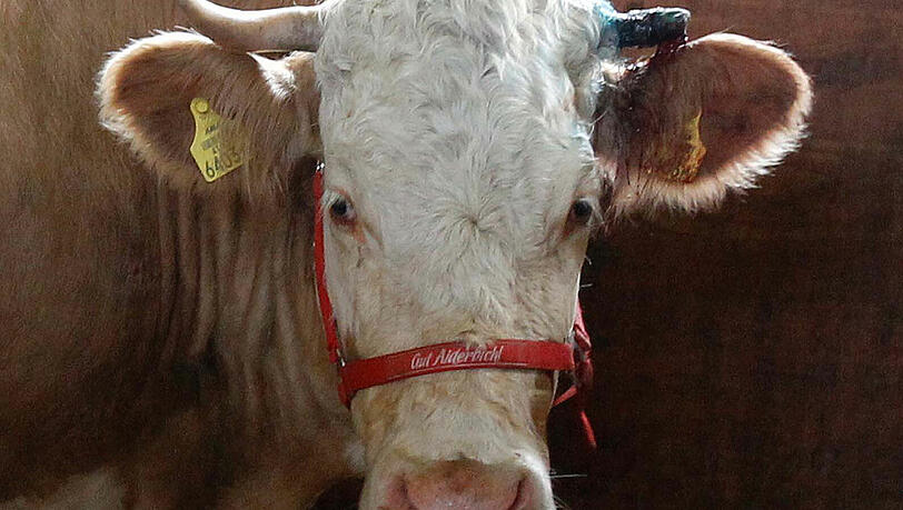 Nach ihrer medienwirksamen Flucht im Sommer 2011 wird Kuh Yvonne, derzeit auf Gut Aiderbichl lebend, zur EM als Orakel wieder Aufmerksamkeit zuteil werden. (Archivbild) Nach ihrer medienwirksamen Flucht im Sommer 2011 wird Kuh Yvonne, derzeit auf Gut Aiderbichl lebend, zur EM als Orakel wieder Aufmerksamkeit zuteil werden. (Archivbild)
