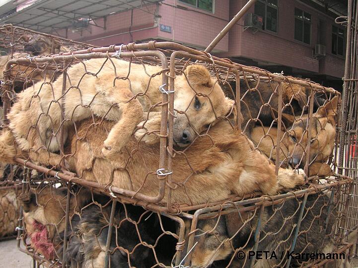 China: apathische, verletzte Tiere in einer Hundepelz-Farm.