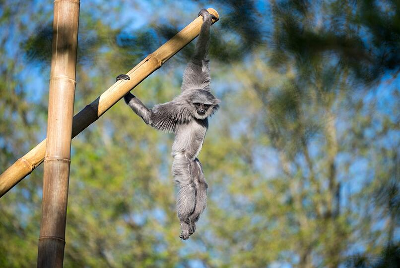 Die vom Aussterben bedrohten Silbergibbons haben im Tierpark Hellabrunn nun eine neugestaltete Außenanlage.
