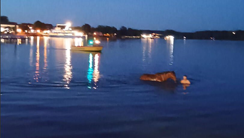 Pferd samt Reiter im Starnberger See. Beide blieben zum Glück unverletzt. Pferd samt Reiter im Starnberger See. Beide blieben zum Glück unverletzt.