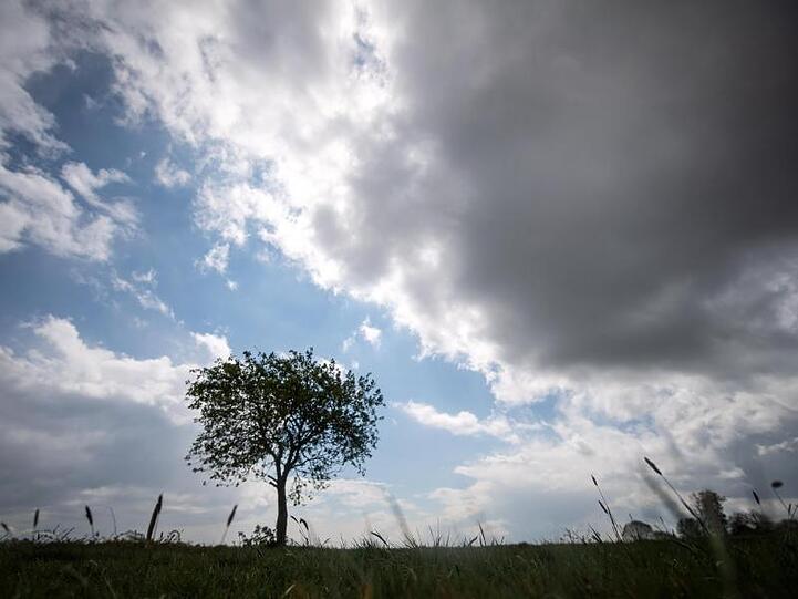 Dunkle Wolken ziehen am Himmel über einen Baum hinweg.