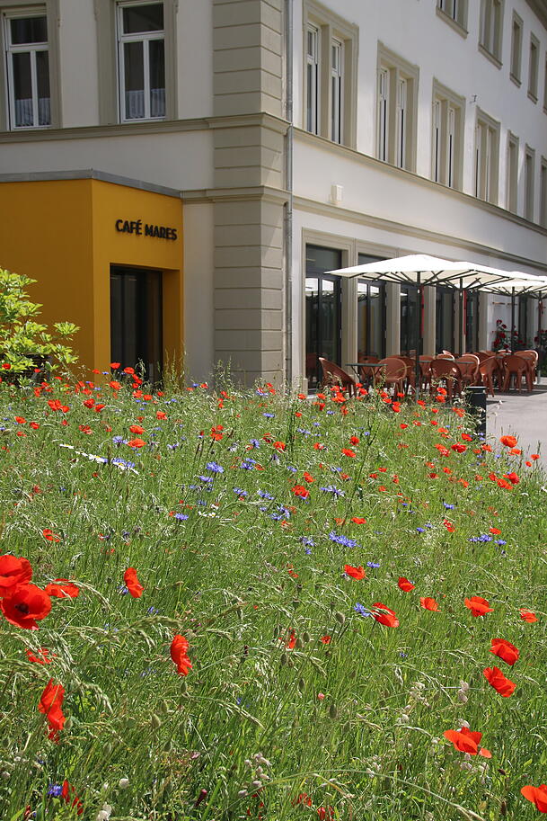 Garten mit dem Eingang des täglich geöffneten Cafés. In dem Hof waren früher Parkplätze. Garten mit dem Eingang des täglich geöffneten Cafés. In dem Hof waren früher Parkplätze.