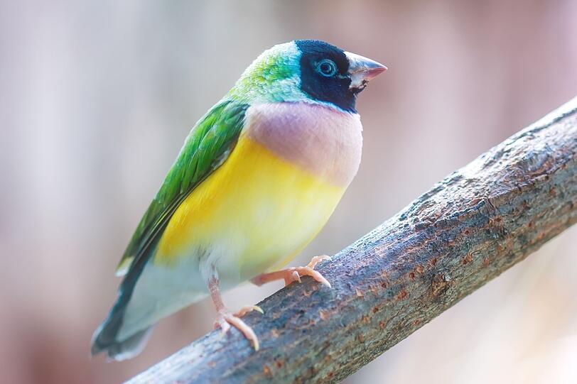 Eigentlich leben die Prachtfinken, die sogar in unterschiedlichen Farbkombinationen auftauchen, in der australischen Savanne. Dort tun sie sich zu bunten Schw&auml;rmen zusammen. Im Gegensatz zu vielen anderen Vogelarten tragen auch die Gouldamadine-Weibchen ein farbiges Federkleid.