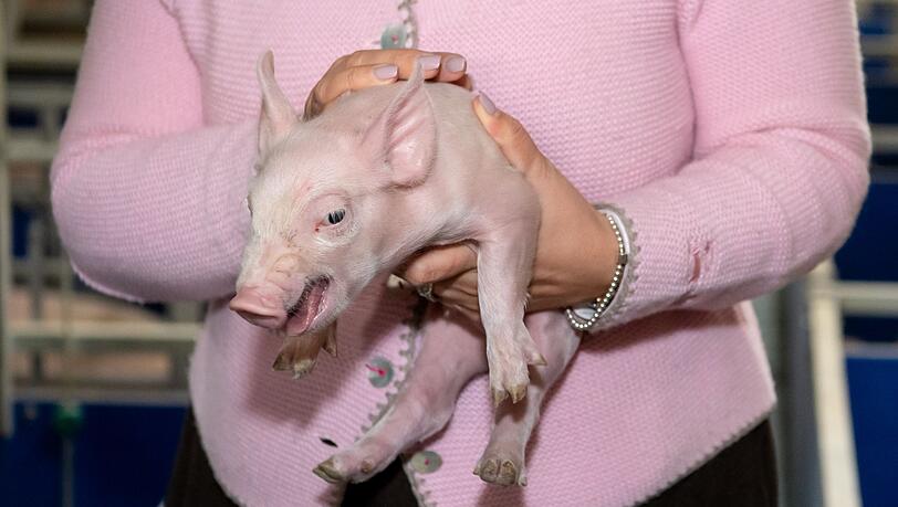 Nach langer Zeit gibt es wieder etwas mehr Schweine in Bayern. (Symbolbild)