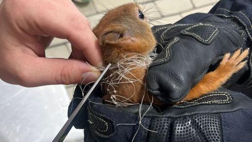 Feuerwehrleute schneiden das Eichhörnchen mit einer Schere aus dem Netz.