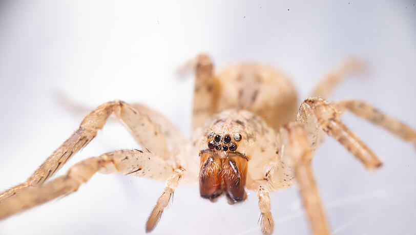 Eine Nosferatu-Spinne (Zoropsis spinimana) ist selbst für Laien anhand ihres Aussehens gut zu erkennen. Eine Nosferatu-Spinne (Zoropsis spinimana) ist selbst für Laien anhand ihres Aussehens gut zu erkennen.
