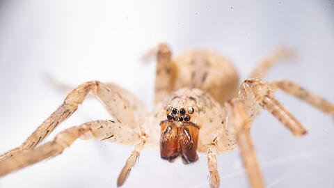 Eine Nosferatu-Spinne (Zoropsis spinimana) ist selbst f&uuml;r Laien anhand ihres Aussehens gut zu erkennen.