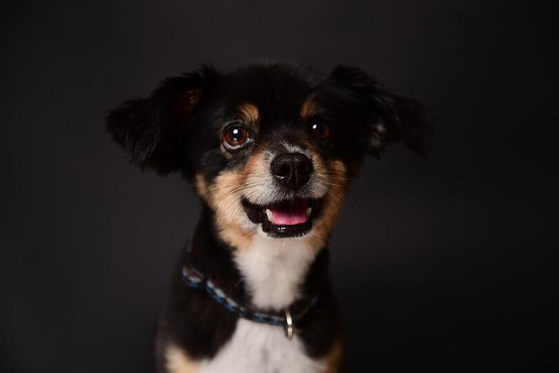 Cooper