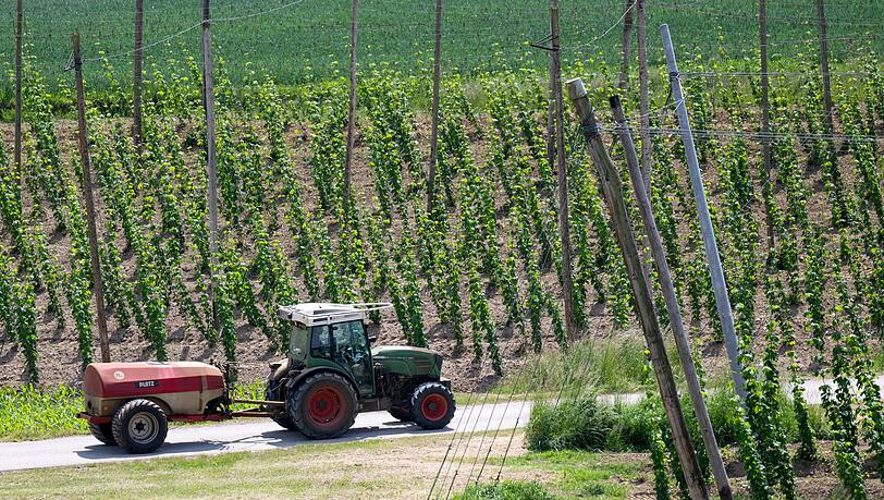 Ein bayerischer Hopfenpflanzer bei der Arbeit (Archiv) Ein bayerischer Hopfenpflanzer bei der Arbeit (Archiv)