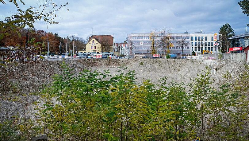 Die Natur erobert sich den Ort zurück: Viele junge Robinien wachsen aus der Baugrube. Die Natur erobert sich den Ort zurück: Viele junge Robinien wachsen aus der Baugrube.