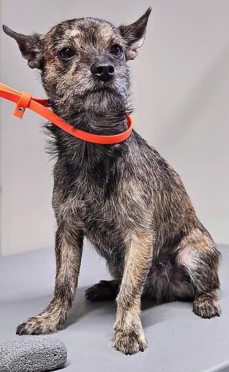 Blacky:  Alle sagen die wir treffen das er aussieht wie eine Hyehne oder ein Frischling (Baby Wildschwein) deswegen ist er was ganz besonderes für mich so einen Gibt es nur einmal.