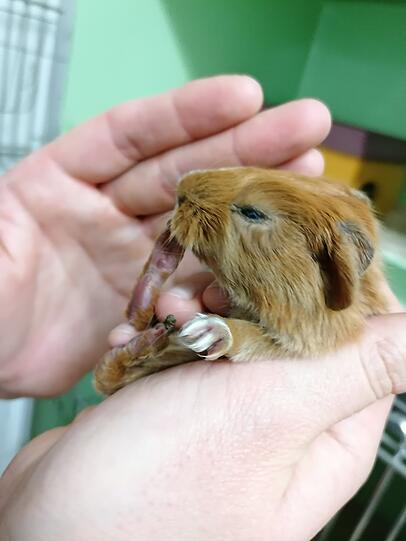 Die Tiere sind teilweise verletzt, jetzt werden sie im Münchner Tierheim aufgepäppelt.