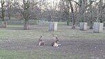 Im Hirschgarten sind sie, die echten Hirsche. Im Hirschgarten sind sie, die echten Hirsche.