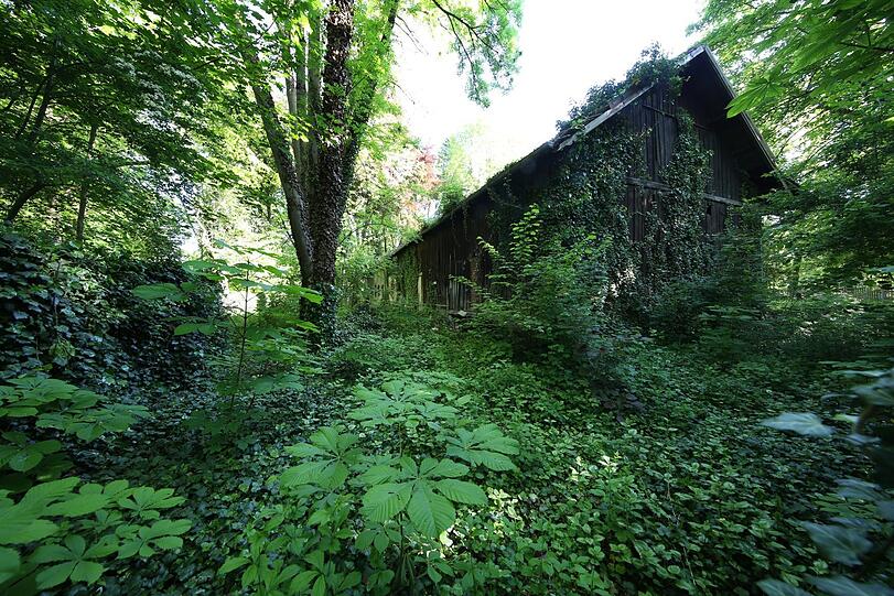 Der alte, komplett eingewachsene Perlschneiderhof direkt an der Würm. Sein Schicksal ist noch ungewiss.