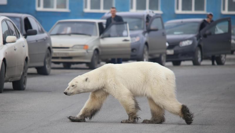 Auf Nahrungssuche: Dieser Eisbär ist in Sibirien in besiedeltes Gebiet vorgedrungen und sorgt nun für Aufregung. Auf Nahrungssuche: Dieser Eisbär ist in Sibirien in besiedeltes Gebiet vorgedrungen und sorgt nun für Aufregung.