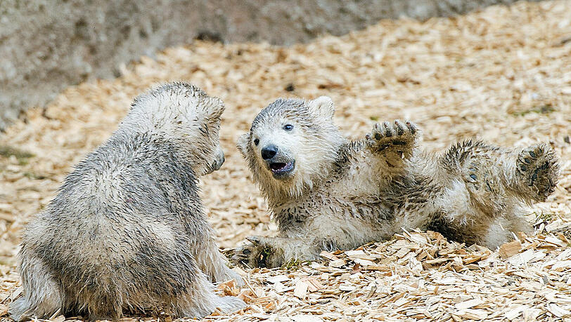 Wir dürfen vorstellen: Nela und Nobby, die beiden putzigen Eisbären vom Tierpark Hellabrunn. Wir dürfen vorstellen: Nela und Nobby, die beiden putzigen Eisbären vom Tierpark Hellabrunn.