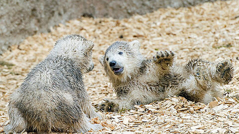 Wir dürfen vorstellen: Nela und Nobby, die beiden putzigen Eisbären vom Tierpark Hellabrunn.