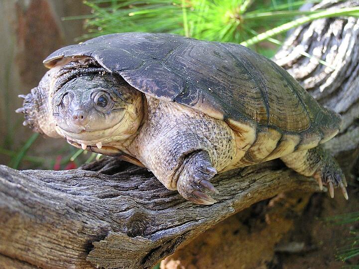 Na, wer bist denn du? Das können auch die Experten noch nicht genau sagen. Wissenschaftler des Dresdner Senckenberg-Forschungsinstituts haben bei der in Afrika und auf der Arabischen Halbinsel beheimateten Sumpfschildkröte Pelomedusa subrufa eine bislang unbekannte Artenvielfalt entdeckt.