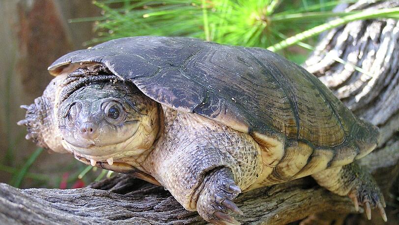 Na, wer bist denn du? Das können auch die Experten noch nicht genau sagen. Wissenschaftler des Dresdner Senckenberg-Forschungsinstituts haben bei der in Afrika und auf der Arabischen Halbinsel beheimateten Sumpfschildkröte Pelomedusa subrufa eine bislang unbekannte Artenvielfalt entdeckt. Na, wer bist denn du? Das können auch die Experten noch nicht genau sagen. Wissenschaftler des Dresdner Senckenberg-Forschungsinstituts haben bei der in Afrika und auf der Arabischen Halbinsel beheimateten Sumpfschildkröte Pelomedusa subrufa eine bislang unbekannte Artenvielfalt entdeckt.