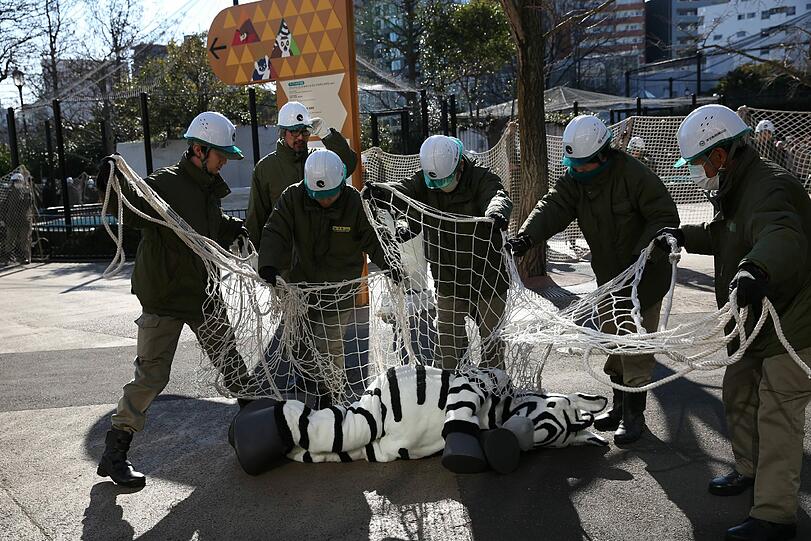 Das ist aber ein komisches Zebra, das Mitarbeiter eines Zoos in Tokio da fangen. Im Kostüm steckt ein Mensch, die Arbeiter üben, wie sie sich bei einem Tierausbruch verhalten müssen.