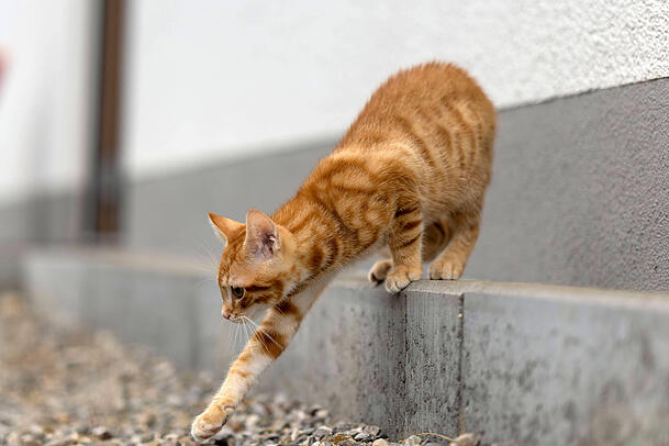 Eine Katze schleicht nach draußen (Symbolbild). Eine Katze schleicht nach draußen (Symbolbild).