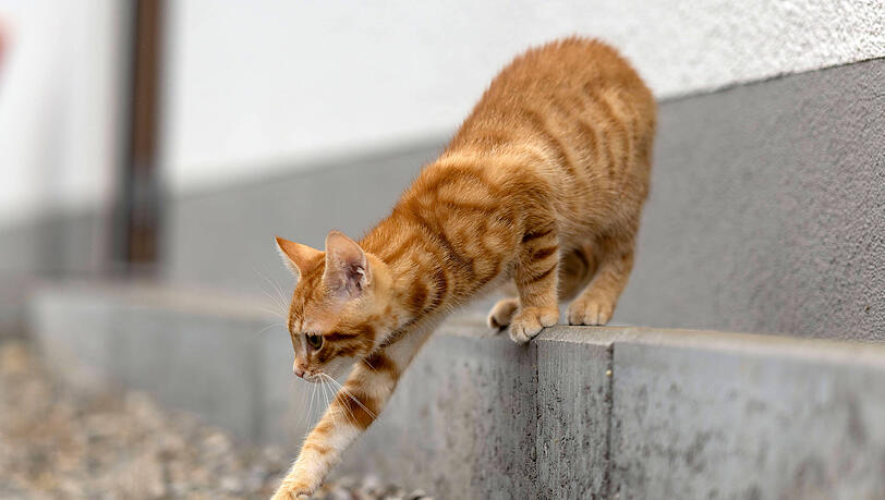 Eine Katze schleicht nach draußen (Symbolbild). Eine Katze schleicht nach draußen (Symbolbild).