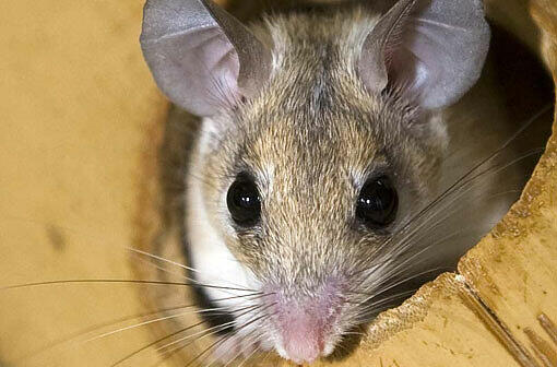 MÄUSE- UND RATTENSAMMLUNG:
Die meisten Mäuse und Ratten hat Christa Behmenburg aus Neufahrn zusammengetragen: Sie besitzt 27.623 Objekte, die mit Mäusen und Ratten zu tun haben - vom Zigarettenbildchen bis zum Geldschein.