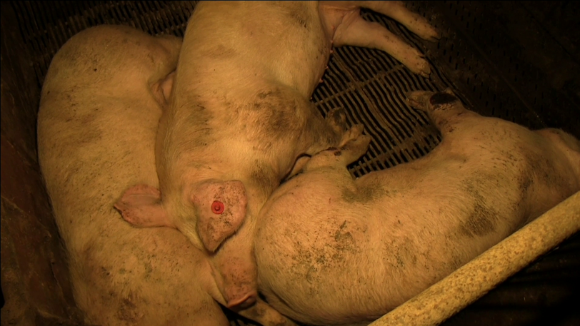 Bilder einer versteckten Kamera zeigen die Zustände in deutschen Mastbetrieben.