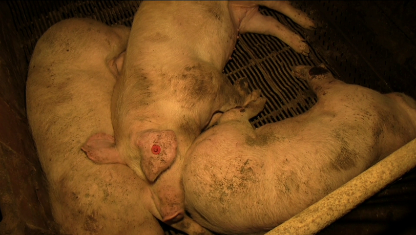 Bilder einer versteckten Kamera zeigen die Zustände in deutschen Mastbetrieben. Bilder einer versteckten Kamera zeigen die Zustände in deutschen Mastbetrieben.