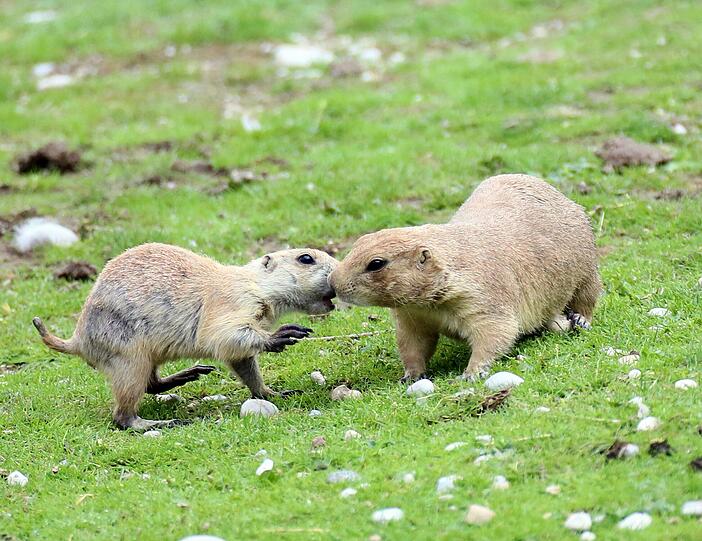 Sind die Vögel nicht in Sicht, trauen sich die niedlichen Nager aus ihren Löchern und purzeln über die Anlage.