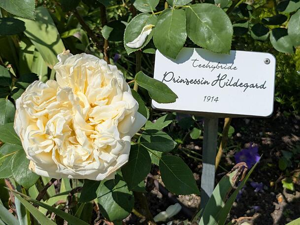 Die cremegelbe Teehybride Rose "Prinzessin Hildegard" auf der Roseninsel. 1850 hatte Ludwigs Vater, König Maximilian II. von Bayern, die damals noch Wörth heißende Insel gekauft.