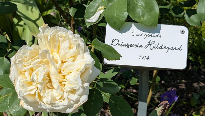 Die cremegelbe Teehybride Rose "Prinzessin Hildegard" auf der Roseninsel. 1850 hatte Ludwigs Vater, König Maximilian II. von Bayern, die damals noch Wörth heißende Insel gekauft. Die cremegelbe Teehybride Rose "Prinzessin Hildegard" auf der Roseninsel. 1850 hatte Ludwigs Vater, König Maximilian II. von Bayern, die damals noch Wörth heißende Insel gekauft.