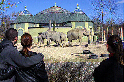 Ende 2014 werden sie umziehen: Die Elefanten im Tierpark Hellabrunn bekommen ein neues Gehege.