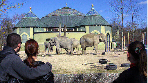 Ende 2014 werden sie umziehen: Die Elefanten im Tierpark Hellabrunn bekommen ein neues Gehege. Ende 2014 werden sie umziehen: Die Elefanten im Tierpark Hellabrunn bekommen ein neues Gehege.