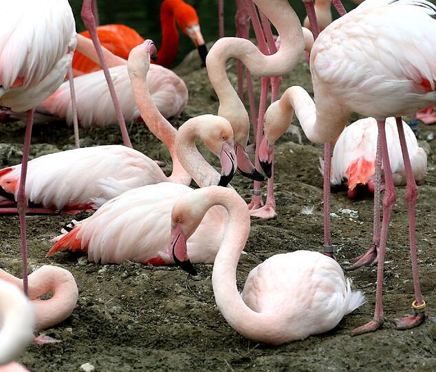 Flamingos unter sich