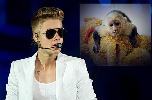 Justin Biebers Haustier ist erst 14 Wochen alt. Jetzt will der Sänger das beschlagnahmte Äffchen offenbar wiederhaben.