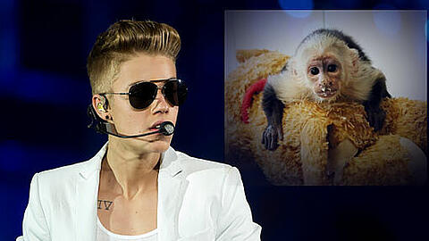 Justin Biebers Haustier ist erst 14 Wochen alt. Jetzt will der Sänger das beschlagnahmte Äffchen offenbar wiederhaben.