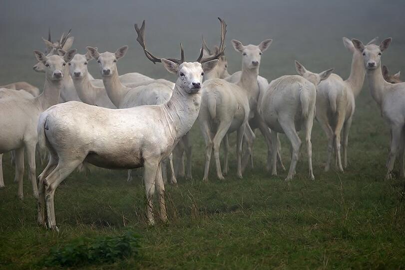 Besuchen: Porzellanfarbiges Damwild lebt im Höhenrieder Park.